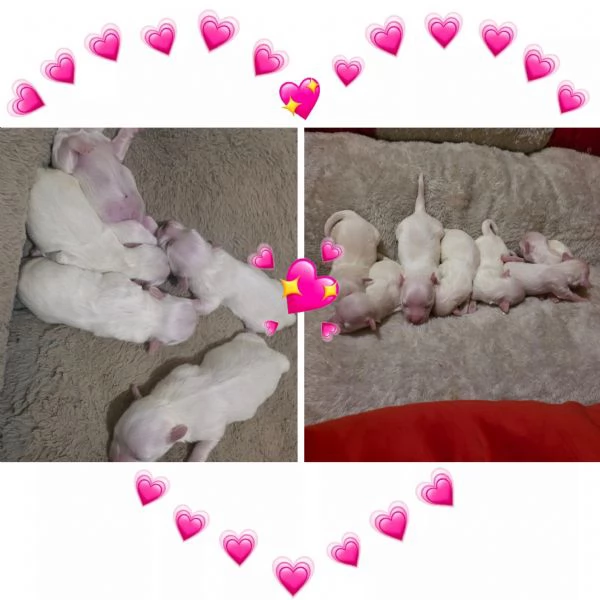 Dolcissimi maltessini 