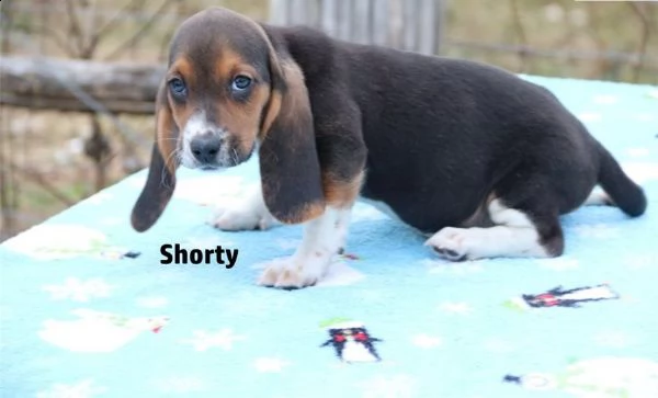 cuccioli di bassethound