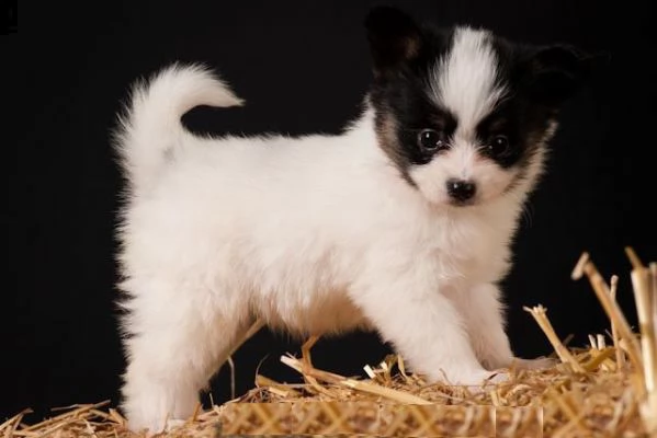 adorabili cuccioli di papillon femminucce e maschietti disponibili per ladozione gratuita i cucciol
