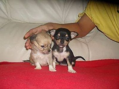 cucciolini di pincher chihuahua stupendisssimo carinissimo