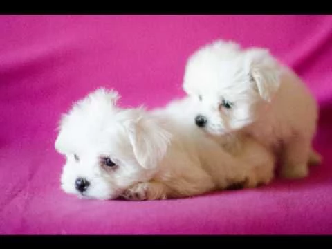 maltese toy di due mesi | Foto 1