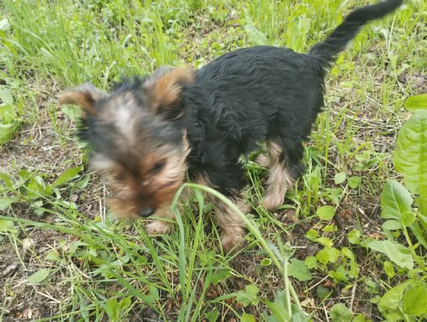 Cuccioli di yorkshire terrier | Foto 1