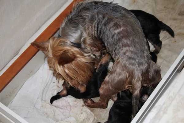 Cuccioli di Yorkshire terrier disponibili dal 14072025