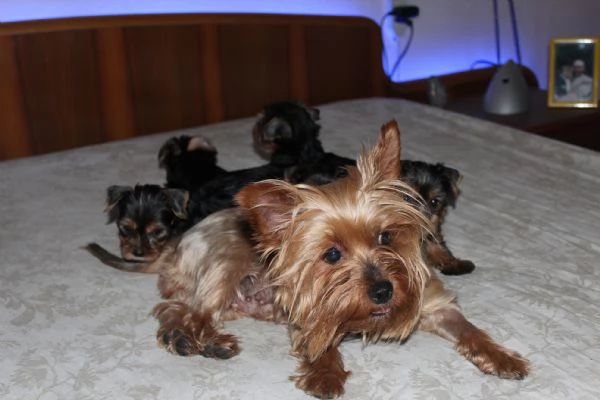 Cuccioli di Yorkshire terrier disponibili dal 14072025 | Foto 6