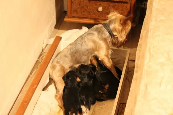 Cuccioli di Yorkshire terrier disponibili dal 14072025 | Foto 5