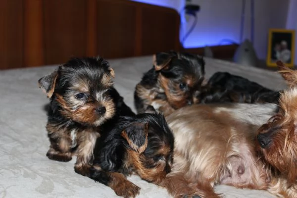 Cuccioli di Yorkshire terrier disponibili dal 14072025 | Foto 4