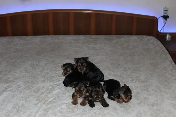 Cuccioli di Yorkshire terrier disponibili dal 14072025 | Foto 2