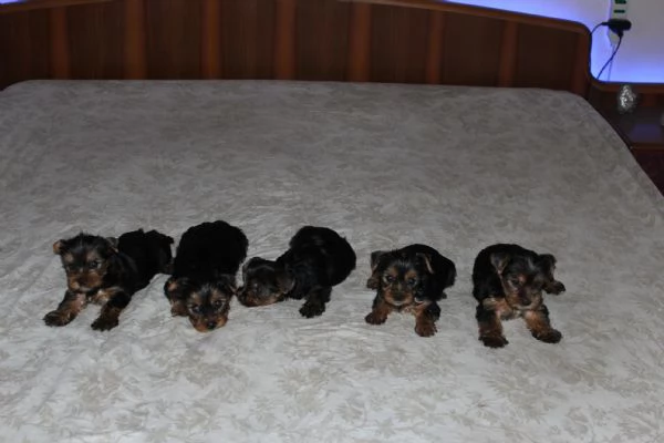 Cuccioli di Yorkshire terrier disponibili dal 14072025 | Foto 1