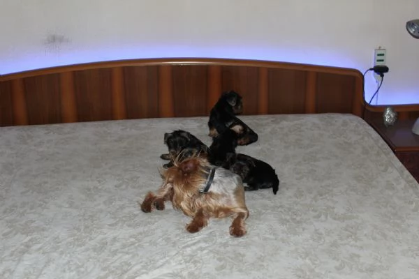 Cuccioli di Yorkshire terrier disponibili dal 14072025 | Foto 0