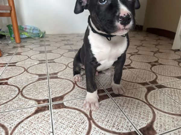 Cucciolo pitbull terrier 2 mesi | Foto 4