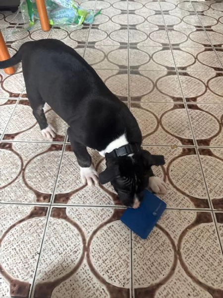 Cucciolo pitbull terrier 2 mesi | Foto 2