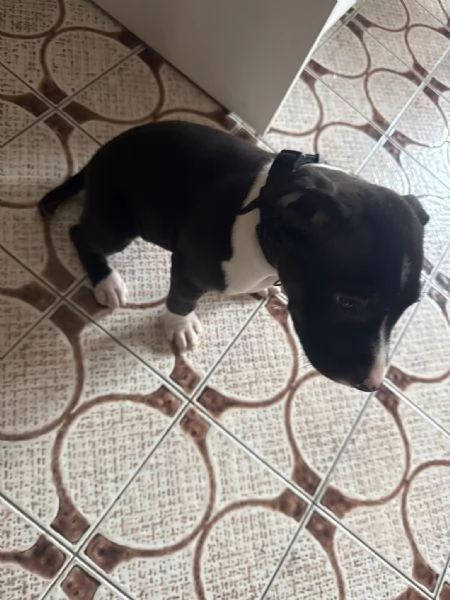 Cucciolo pitbull terrier 2 mesi | Foto 1