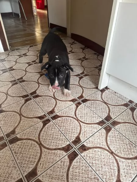 Cucciolo pitbull terrier 2 mesi