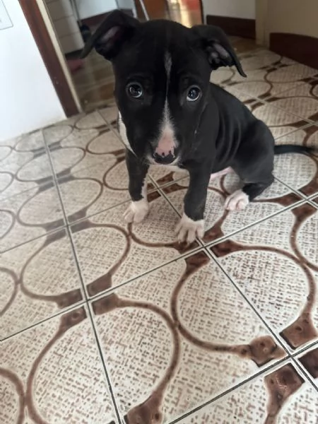 Cucciolo pitbull terrier 2 mesi | Foto 0