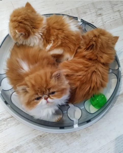 simpatici gattini persiani al cioccolato | Foto 1