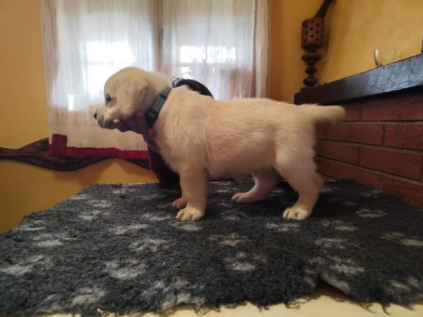 Ultimo cucciolo di labrador giallo | Foto 2