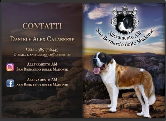 san bernardo cuccioli