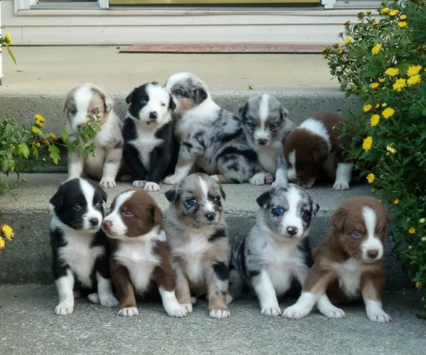 regalo adorabili cuccioli pastore australiano femminucce e maschietti