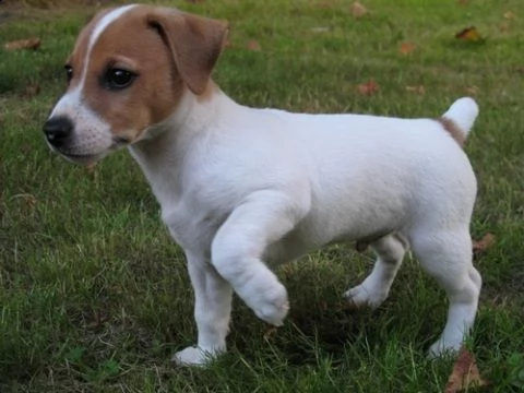 bellissimi cuccioli di jack russell terrier con pedigree tricolori biancoarancio o completamente 