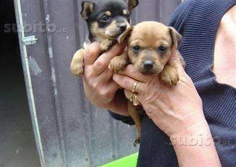 cuccioli di pincher chihuahua giocarelloni e svariati 