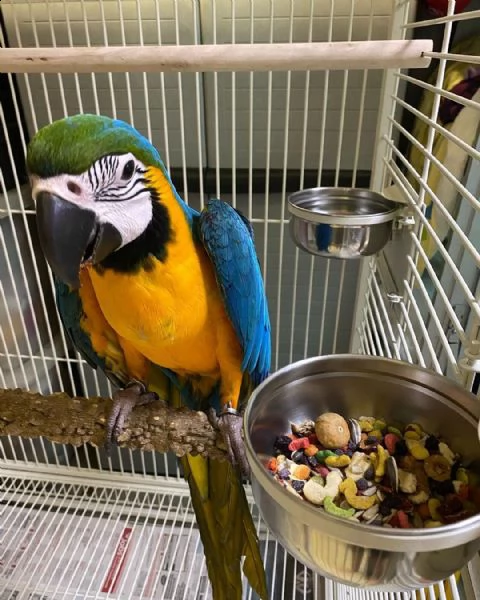 bellissimo pappagallo ara blu e oro