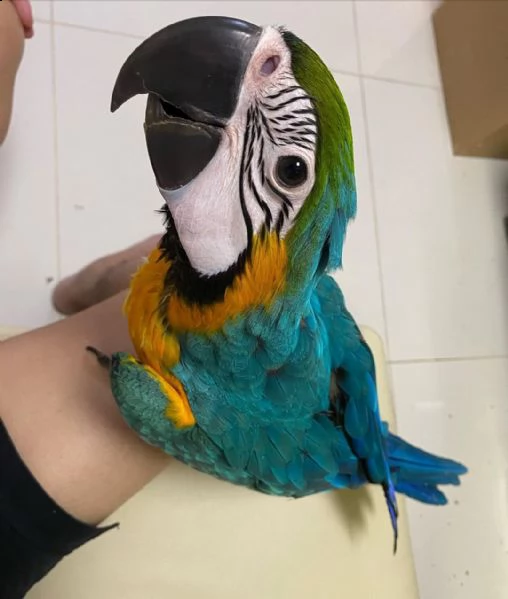 bellissimo pappagallo ara blu e oro | Foto 0