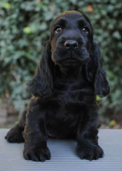 regalo cuccioli cocker spaniel