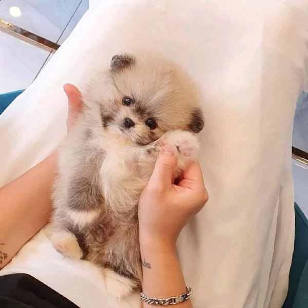 cucciolo di pomerania femmina per regalo gratuito | Foto 0