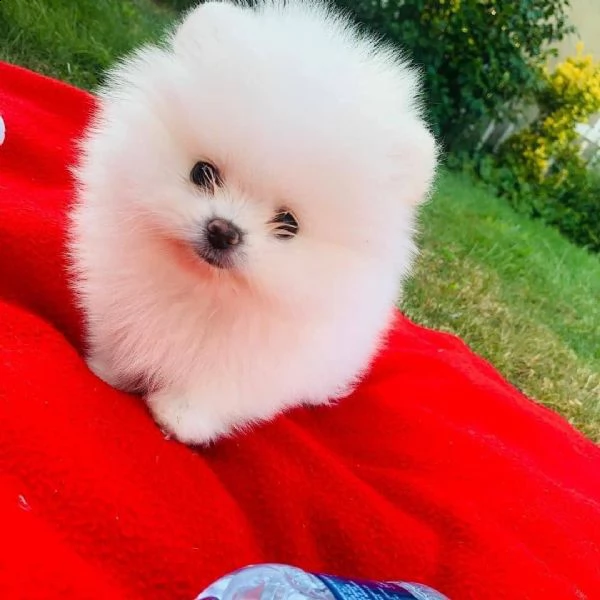  regalo  volpino pomerania mini toy  | Foto 0