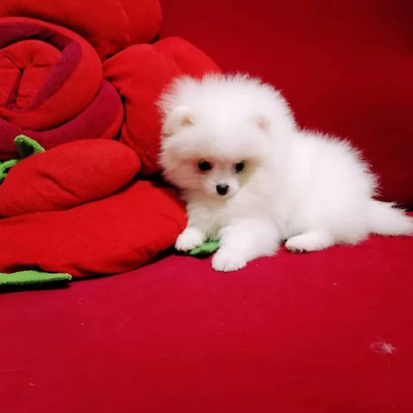  regalo  volpino pomerania mini toy 