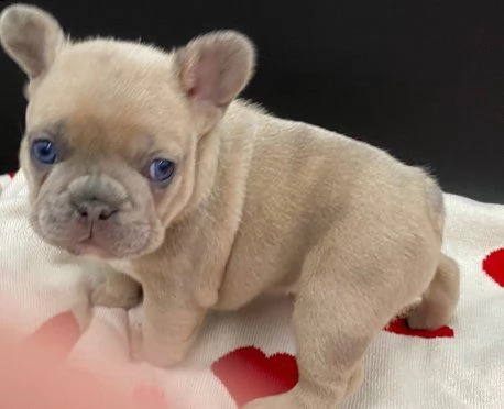cuccioli di bulldog francese | Foto 1