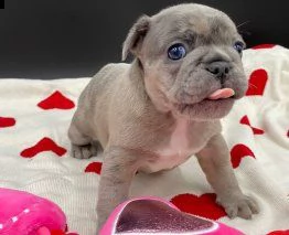 cuccioli di bulldog francese