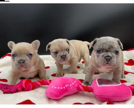 cuccioli di bulldog francese | Foto 0