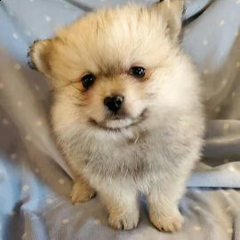 cuccioli di pomerania piccoli e carini per ladozione | Foto 1