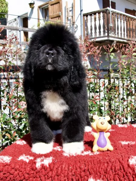 VENDESI CUCCIOLI MASCHI TERRANOVA | Foto 3