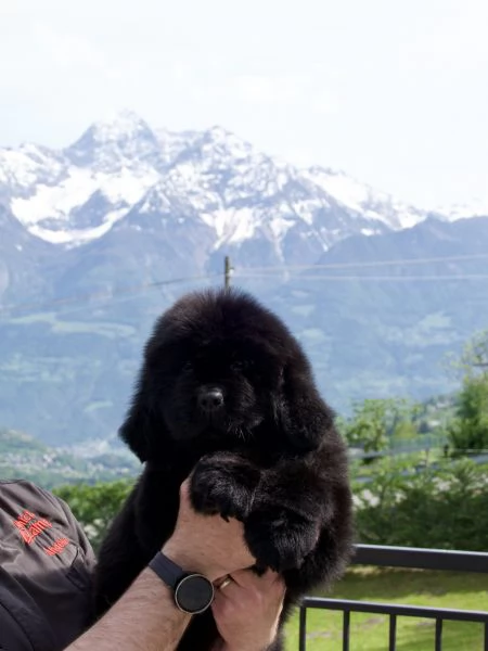 VENDESI CUCCIOLI MASCHI TERRANOVA | Foto 2