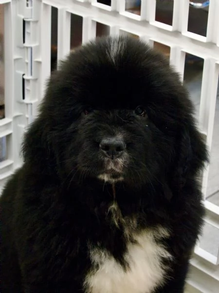 VENDESI CUCCIOLI MASCHI TERRANOVA | Foto 1