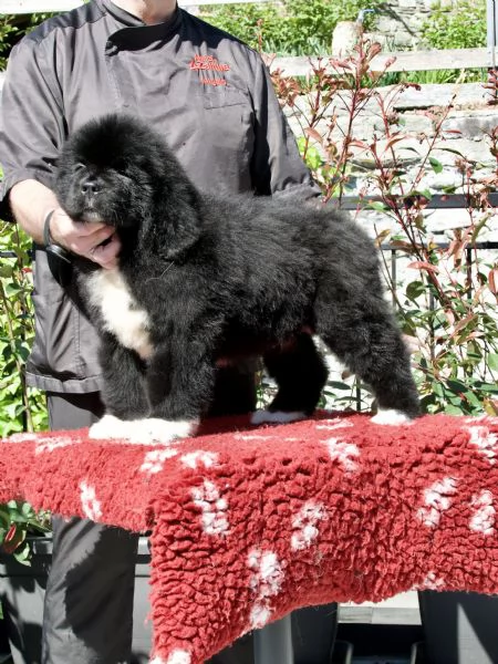 VENDESI CUCCIOLI MASCHI TERRANOVA | Foto 0