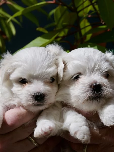 VENDITA CUCCIOLI MALTESI | Foto 3