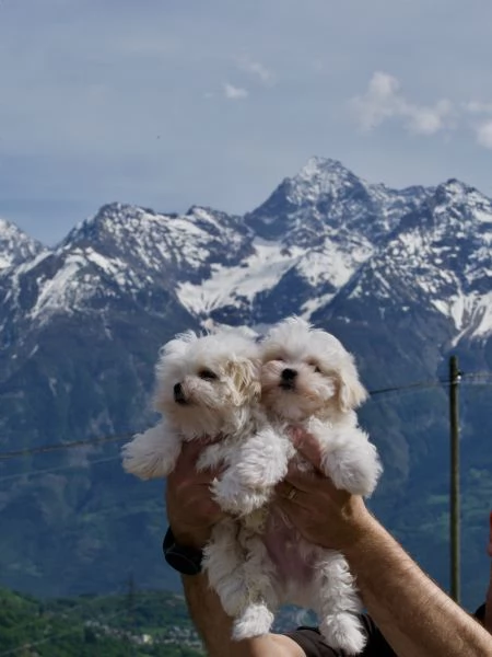 VENDITA CUCCIOLI MALTESI | Foto 2