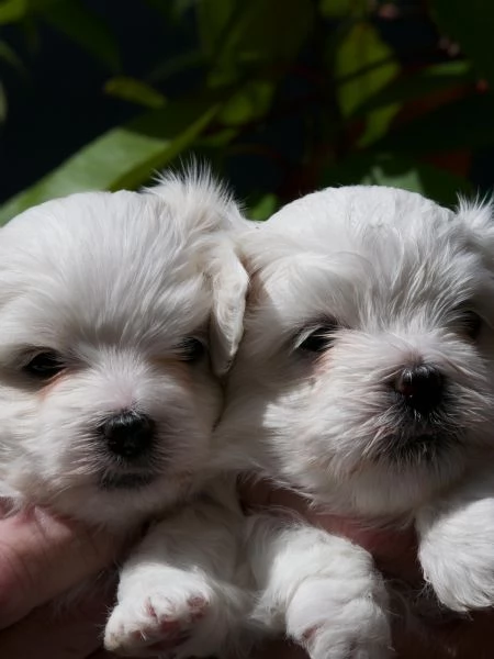 VENDITA CUCCIOLI MALTESI