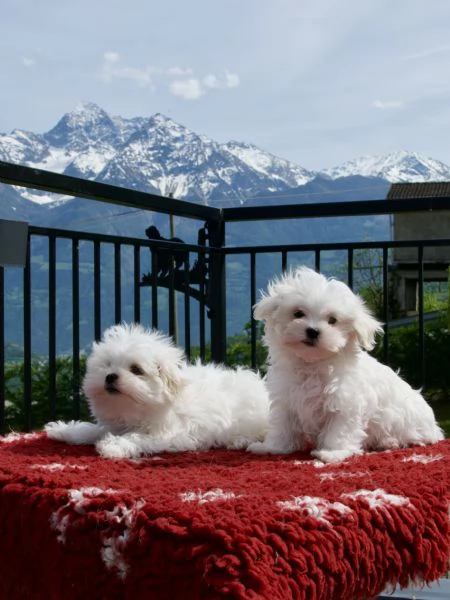 VENDITA CUCCIOLI MALTESI | Foto 0