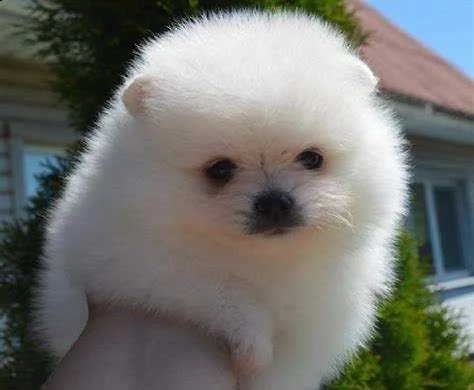 disponibile a bari cucciolo di spitz tedesco pomerania toy