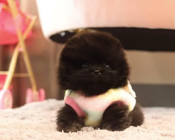 volpino toy teacup pomerania | Foto 3