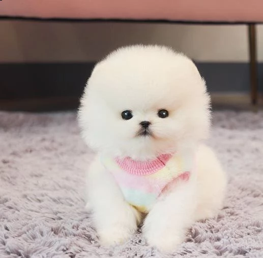 volpino toy teacup pomerania
