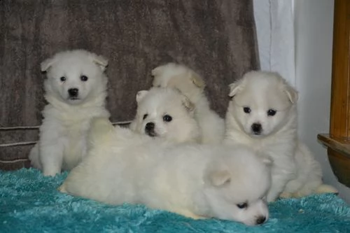  male american eskimo
