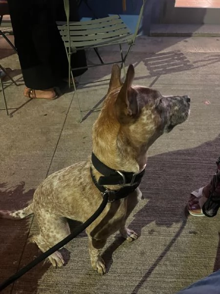 cucciola meticcio di un anno e mezzo cerca casa | Foto 4