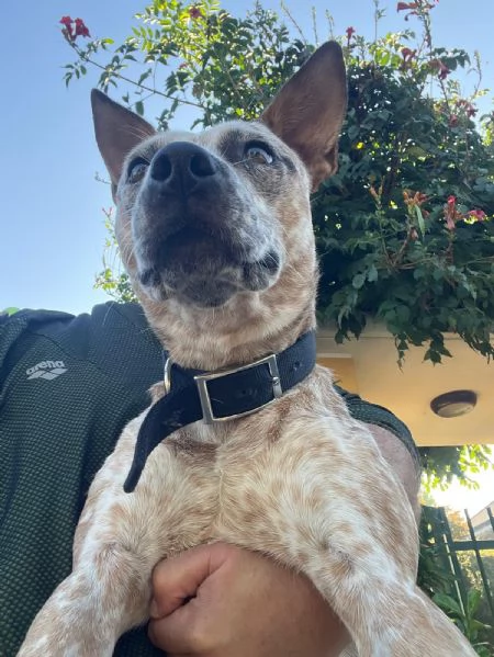 cucciola meticcio di un anno e mezzo cerca casa | Foto 2
