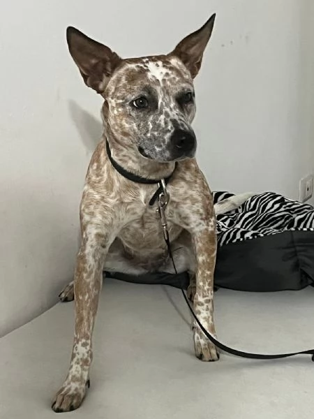 cucciola meticcio di un anno e mezzo cerca casa