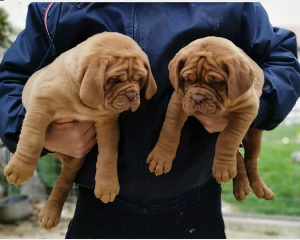 cuccioli dogue de bordeaux  | Foto 0